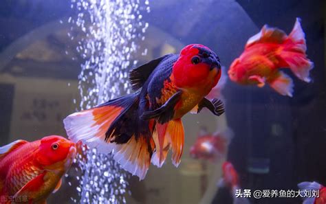 好看又好養的魚|新手养什么鱼比较合适？这六种淡水鱼非常好养